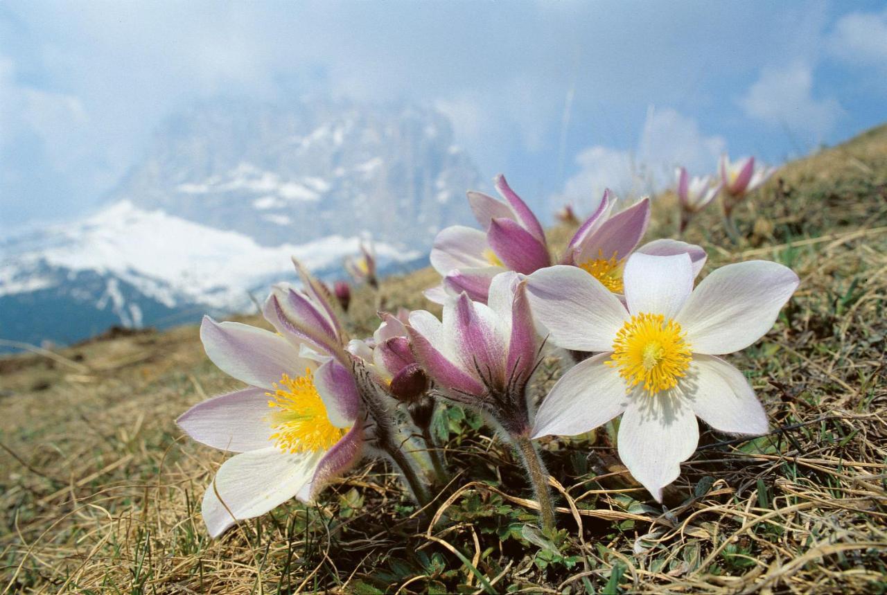 Hotel Vernel Santa Cristina Val Gardena エクステリア 写真